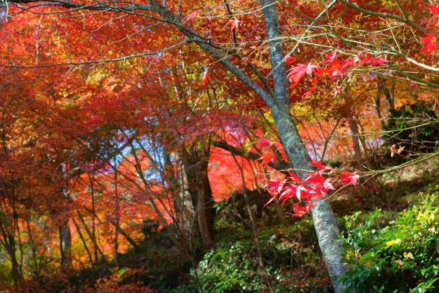 花筐公園の紅葉