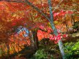 花筐公園の紅葉