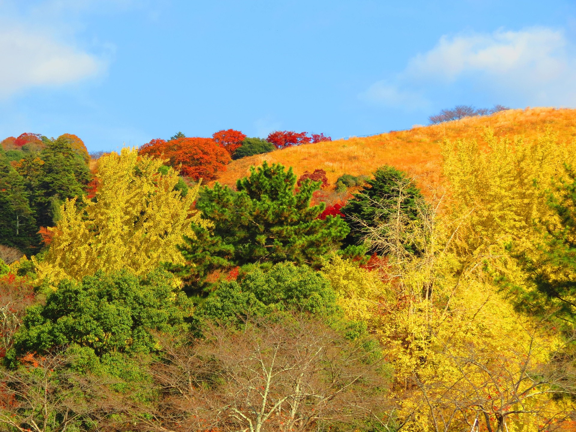 日本の風景 紅葉する奈良若草山 壁紙19x1440 壁紙館