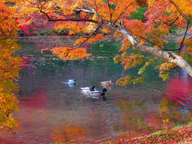 紅葉の池に鳥