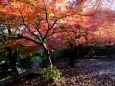 夕日に映える紅葉