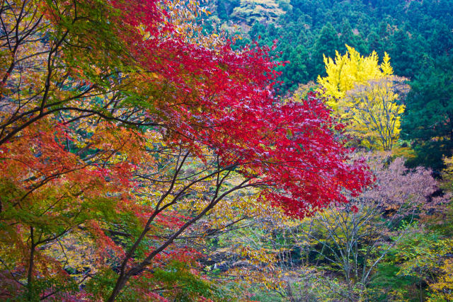 袋田の滝 下流の紅葉