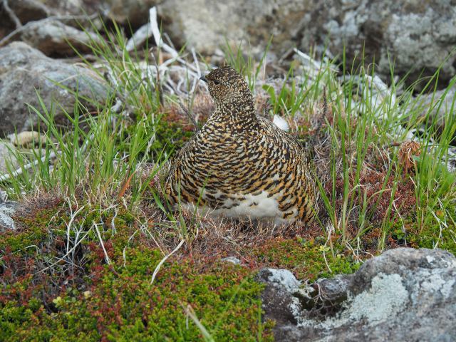 白馬乗鞍岳のママ雷鳥5