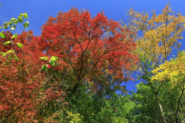 昇仙峡の紅葉