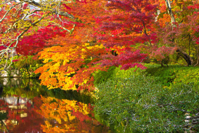 永観堂 水辺の紅葉