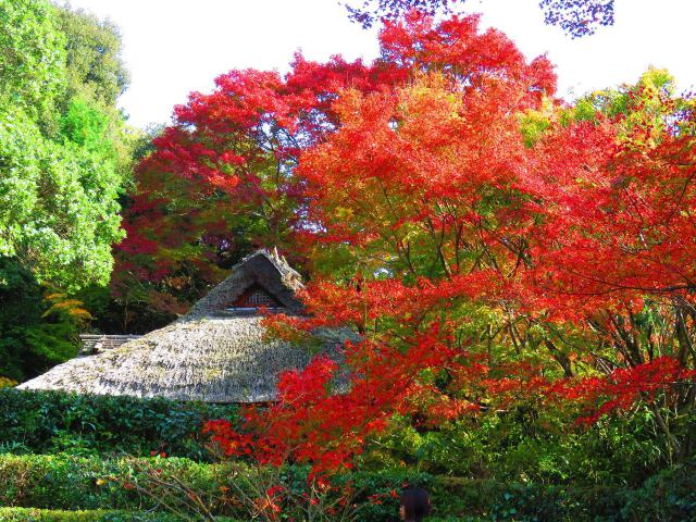 俳人達が愛でた芭蕉庵の紅葉