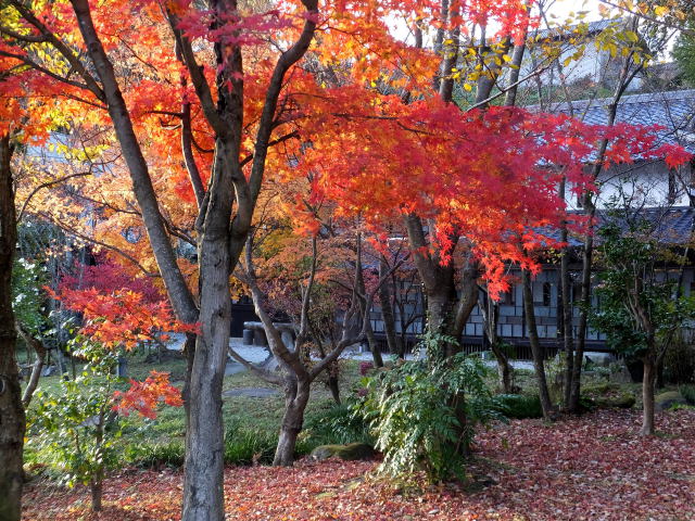 庭の紅葉