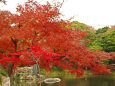 小石川後楽園 大泉水と紅葉