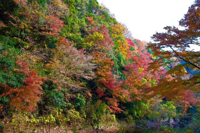 養老渓谷の紅葉