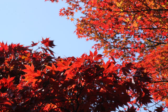 紅葉まつさかり