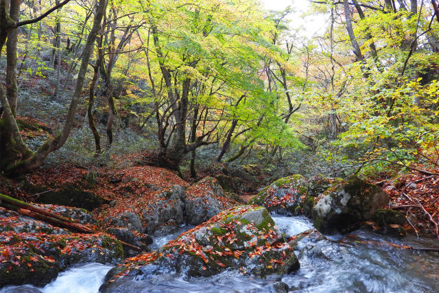 秋の山乗渓谷5