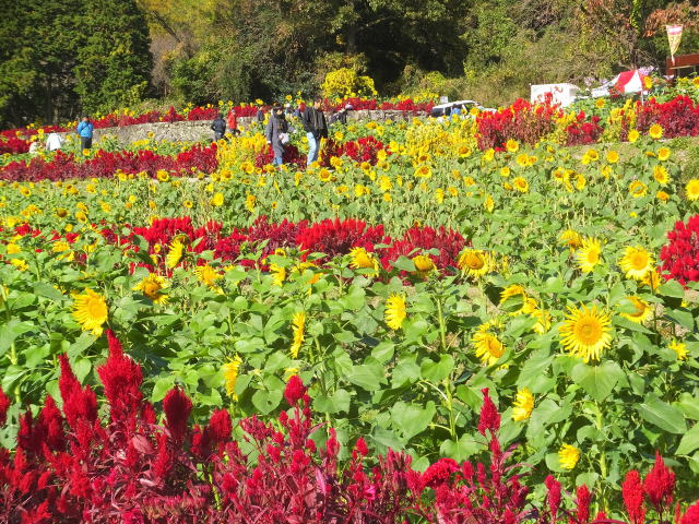 11月中旬のひまわり園