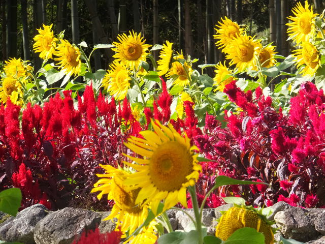 秋、ひまわりとケイトウの花