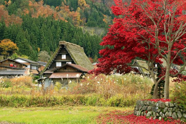 白川郷の秋