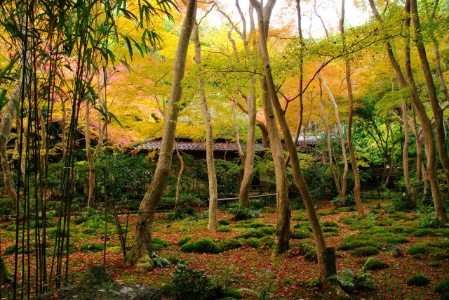 庭一面の散り紅葉