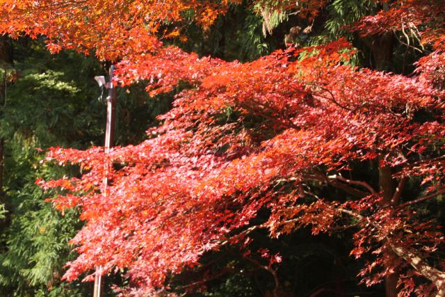 赤くなった紅葉