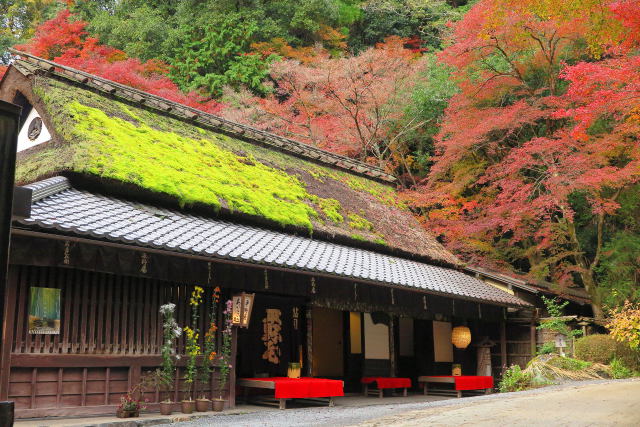 秋の奥嵯峨野②