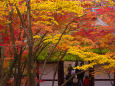 京の秋・嵯峨野 常寂光寺