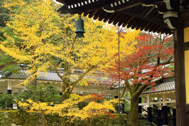 南禅寺の銀杏