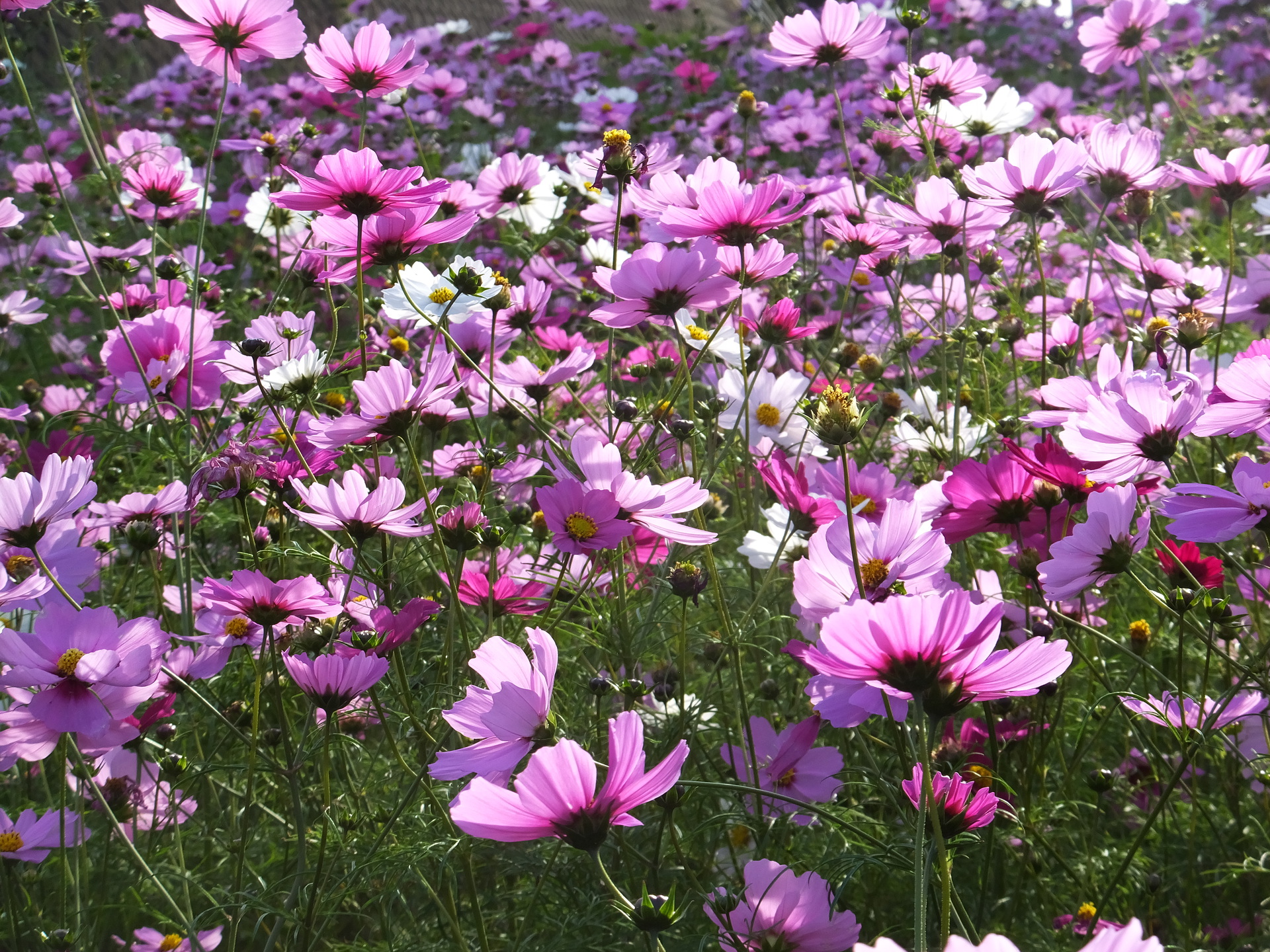 花 植物 11月3日のコスモス 壁紙19x1440 壁紙館