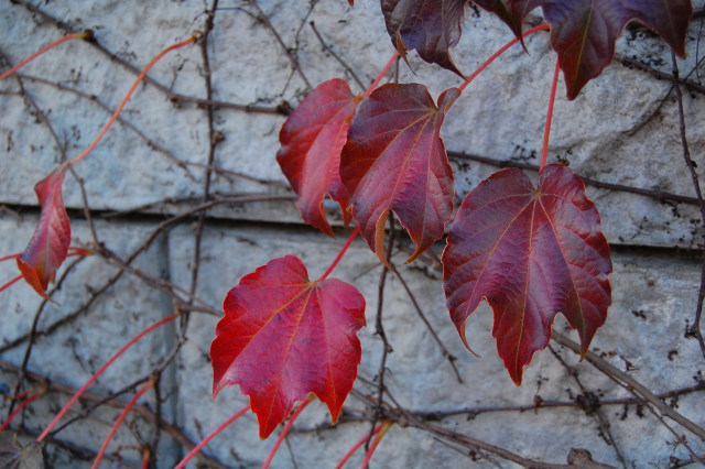 蔦紅葉