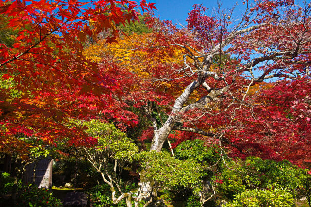 京の秋・岩倉 実相院の紅葉