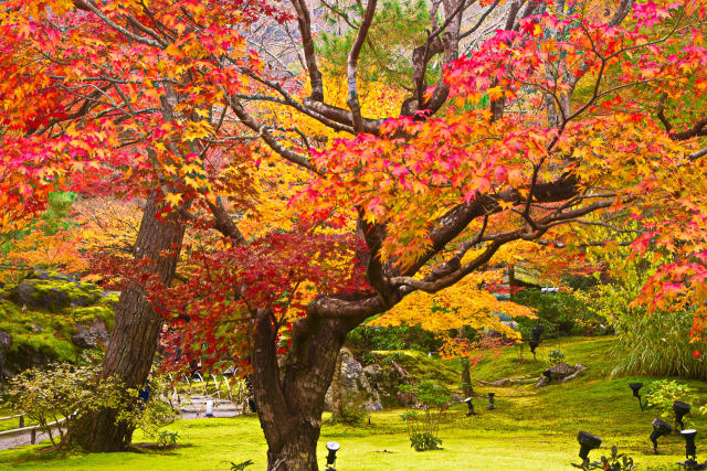 嵐山 宝厳院の紅葉