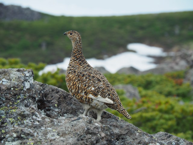 白馬乗鞍岳のママ雷鳥7