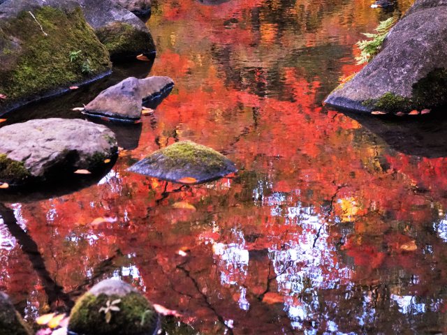 池に映る紅葉