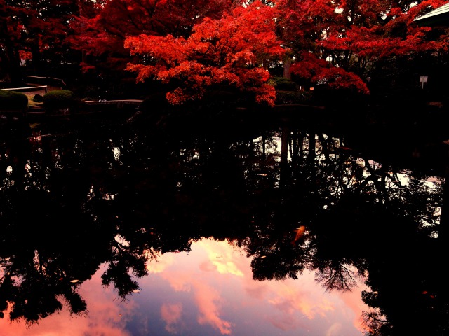 紅葉と夕焼けの映り込み