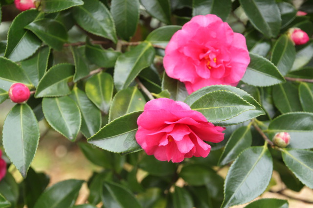 サザンカの花