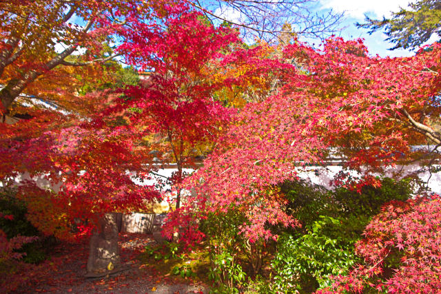 岩倉 実相院の紅葉