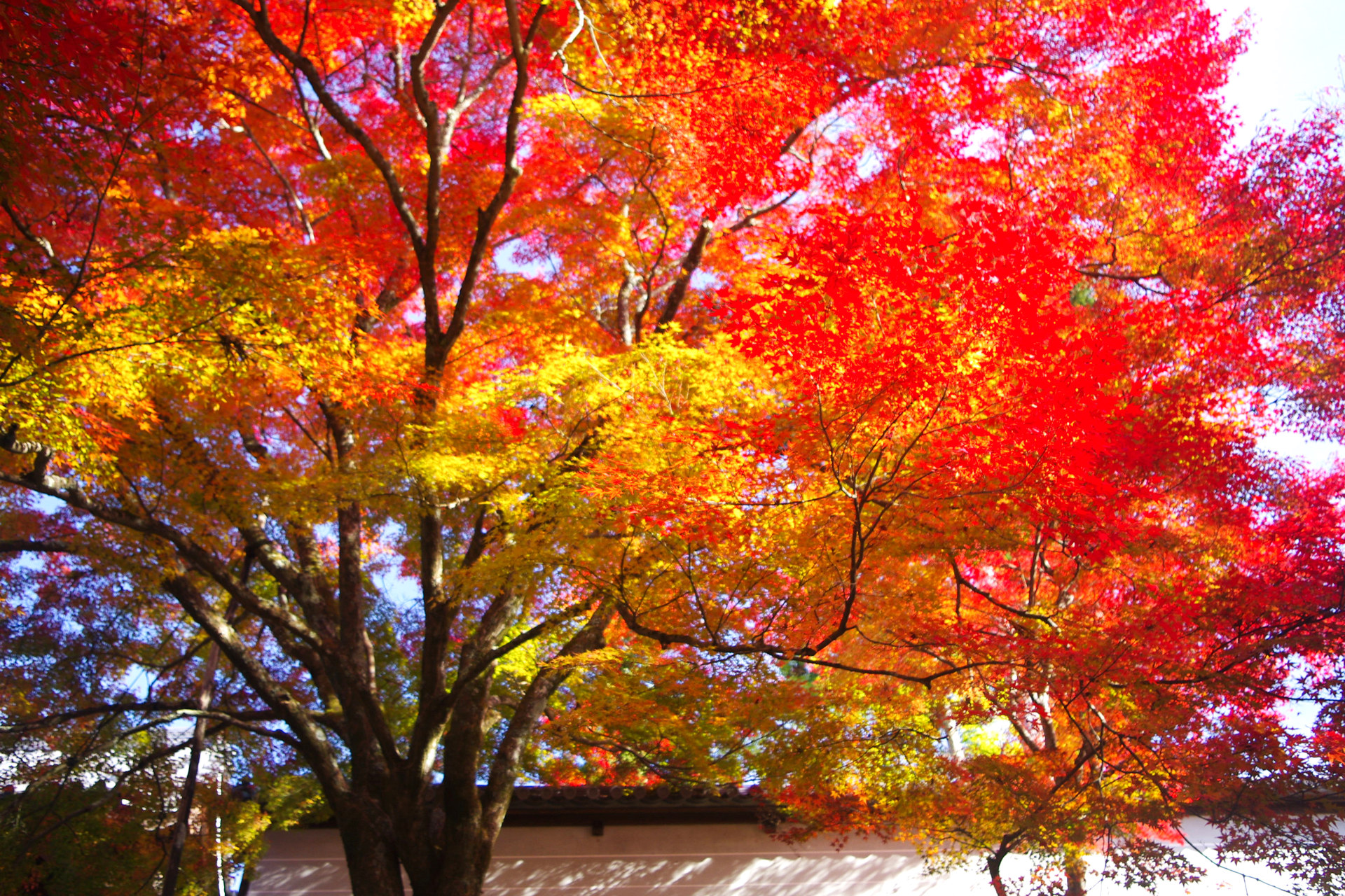 結果として エロチック 常識 紅葉 壁紙 Dekunobou Jp