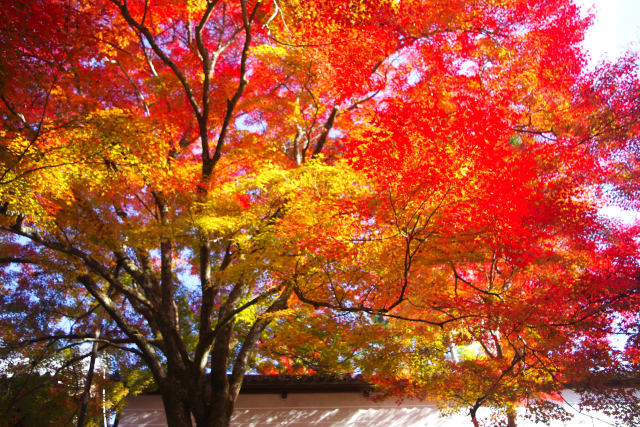 京の秋・曼殊院の紅葉