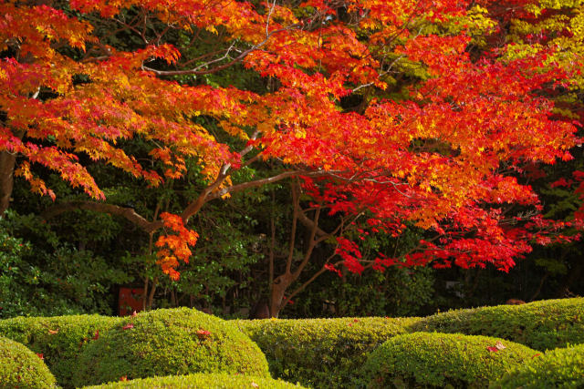 京の秋・詩仙堂の紅葉