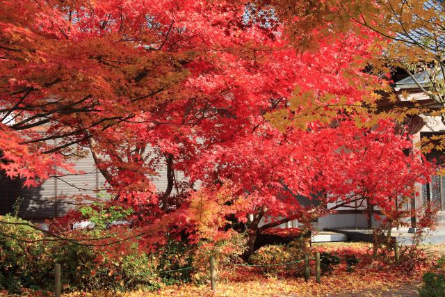 お寺の紅葉