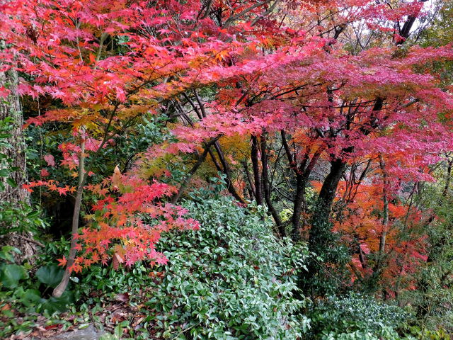 林の中の紅葉