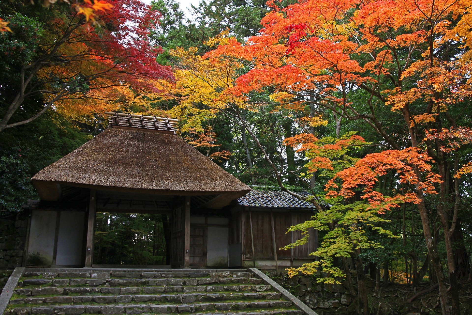 日本の風景 法然院の紅葉 壁紙19x1280 壁紙館