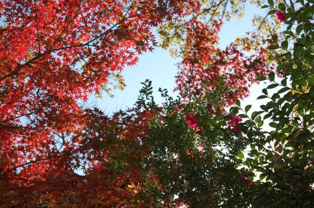 紅葉と山茶花