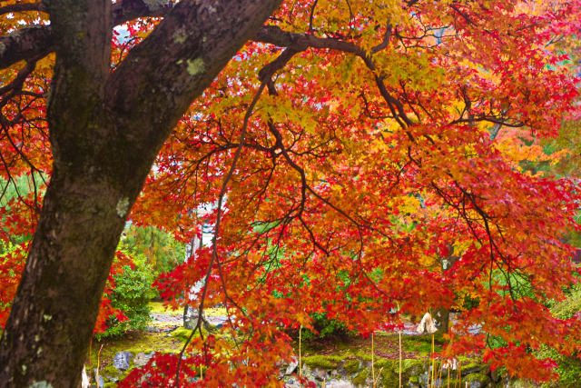 天龍寺 参道の紅葉