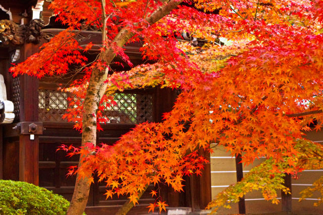 京の秋・永観堂の紅葉