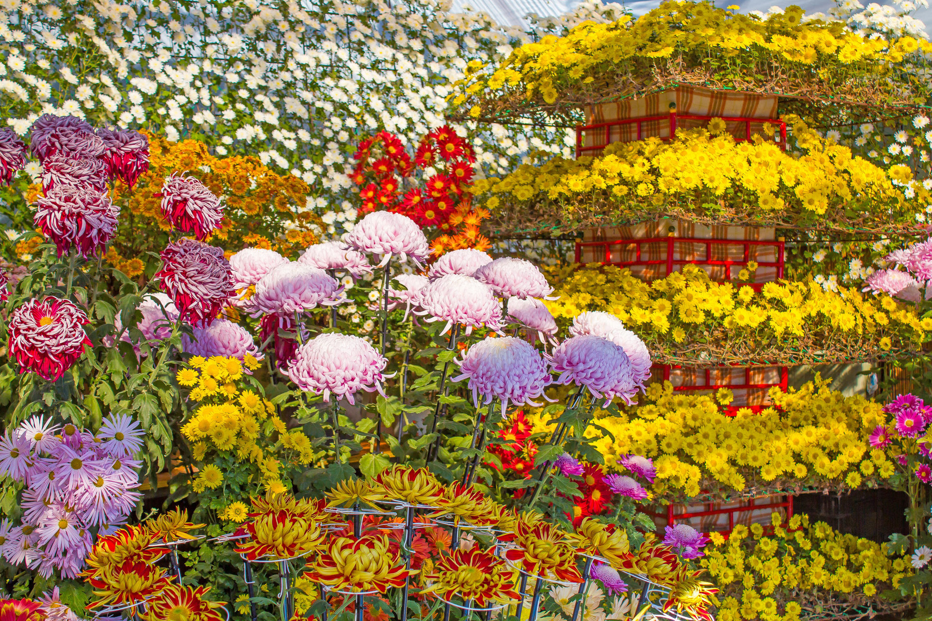 花 植物 南砺菊まつり 壁紙19x1280 壁紙館