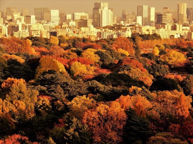 新宿御苑を望む