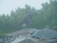 爺ヶ岳の雄雷鳥