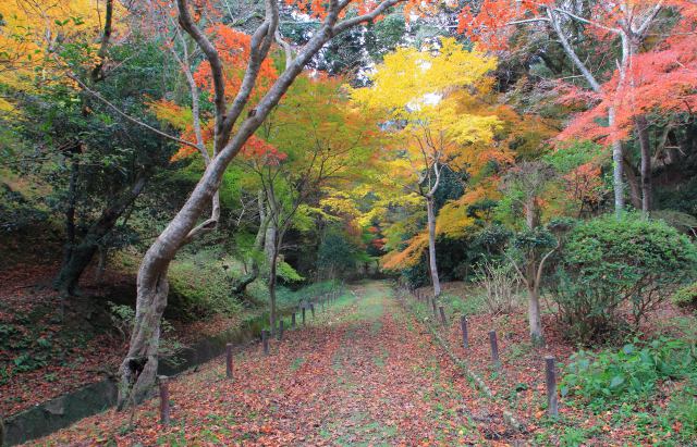 山道の紅葉