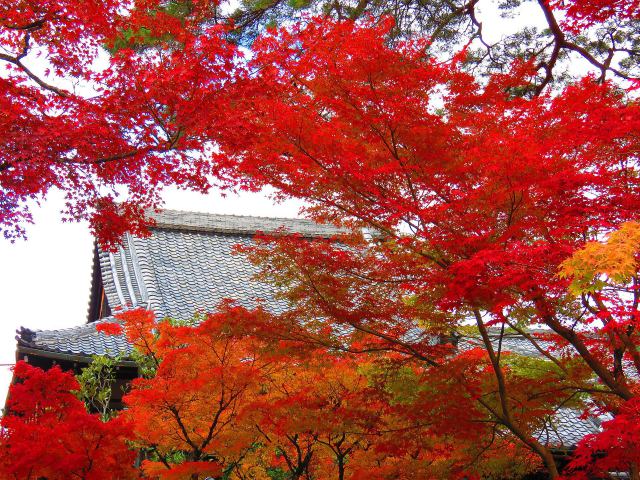 永観堂総門から智福院前の紅葉