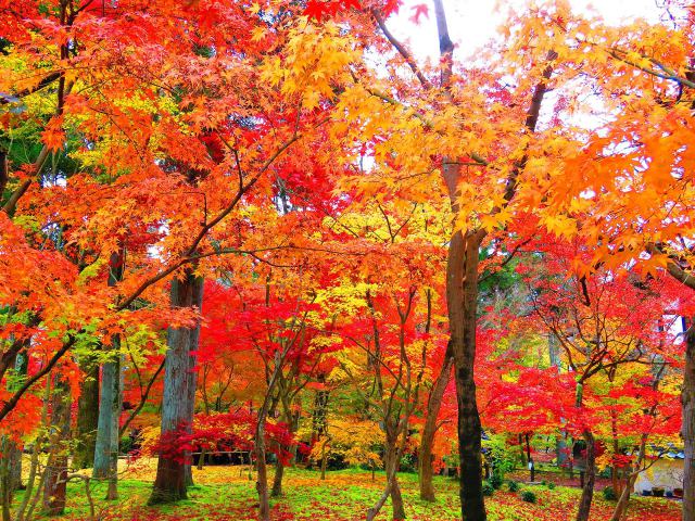 永観堂総門から右手の庭園の紅葉