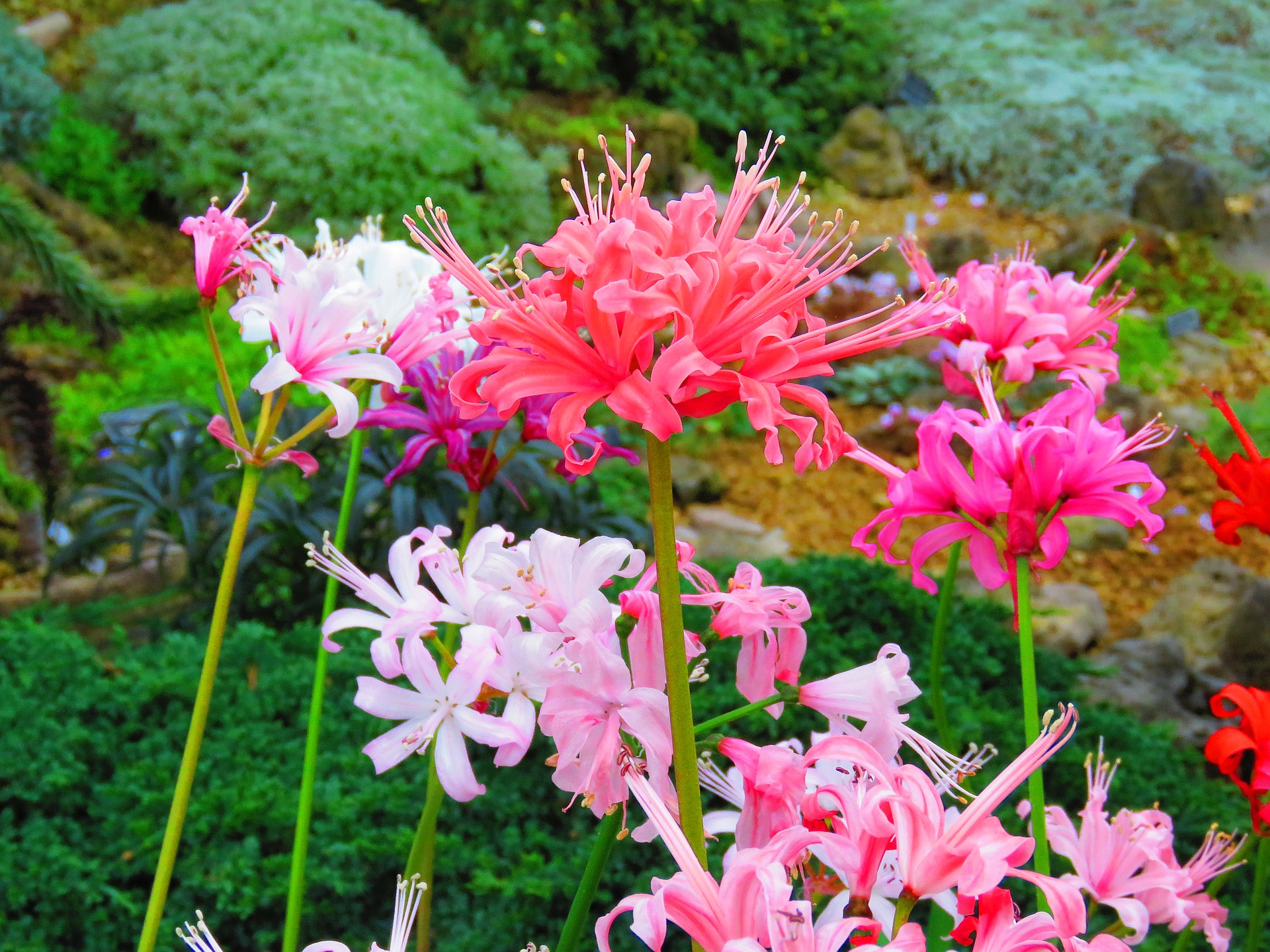 花 植物 ダイヤモンドリリー 壁紙19x1440 壁紙館