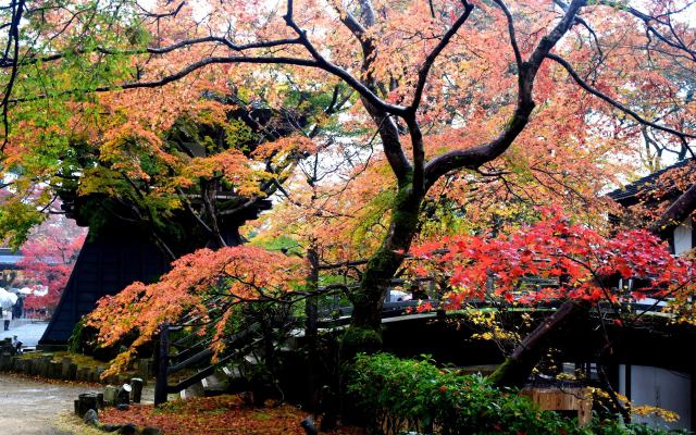 永源寺の紅葉(7)