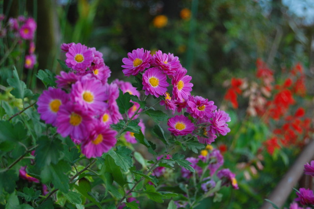 秋の花壇